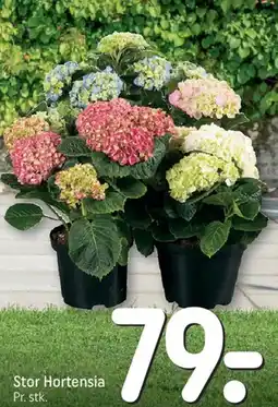 REMA 1000 Stor Hortensia tilbud