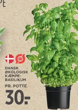 MENY Dansk økologisk kæmpe-basilikum tilbud