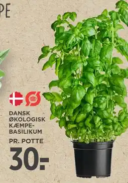 MENY DANSK ØKOLOGISK KÆMPEBASILIKUM tilbud