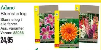 Adano Blomsterløg
