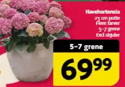 Løvbjerg Havehortensia tilbud