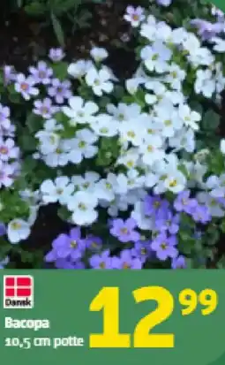 Løvbjerg Bacopa tilbud