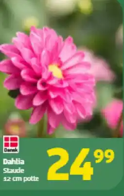 Løvbjerg Dahlia Staude tilbud