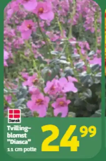 Tvilling- blomst "Diasca"