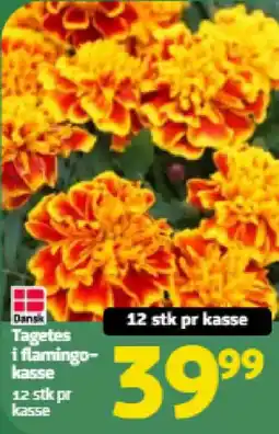 Løvbjerg Tagetes i flamingo- kasse tilbud
