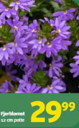 Løvbjerg Fjerblomst tilbud