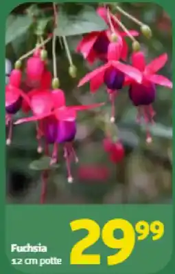 Løvbjerg Fuchsia tilbud