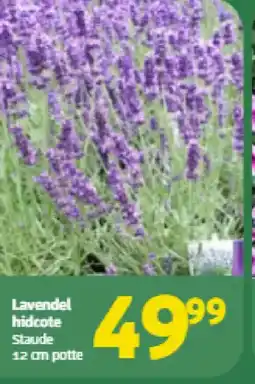 Løvbjerg Lavendel hidcote tilbud