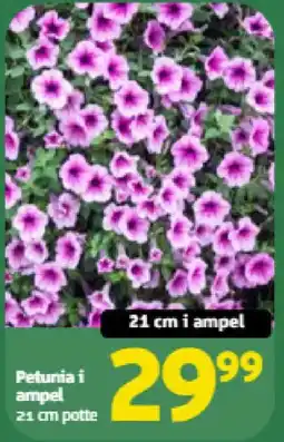 Løvbjerg Petunia i ampel tilbud