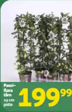 Løvbjerg Passi- flora täm tilbud