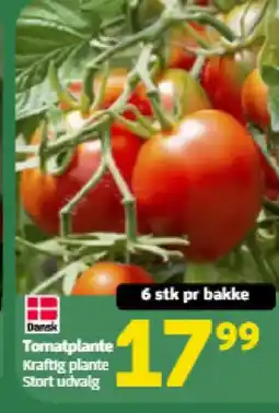 Løvbjerg Tomatplante tilbud