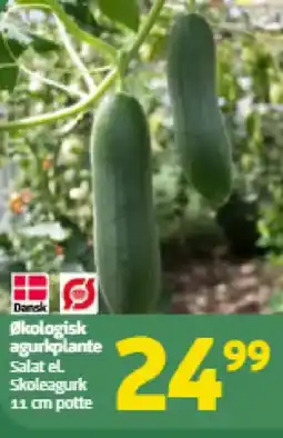 Løvbjerg Økologisk agurkplante tilbud
