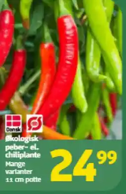 Løvbjerg Økologisk peber-el. chiliplante tilbud