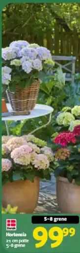 Løvbjerg Hortensia tilbud