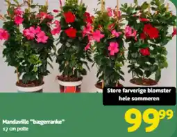 Løvbjerg Mandaville "bægerranke" tilbud