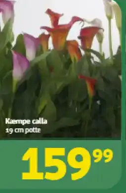 Løvbjerg Kæmpe calla tilbud