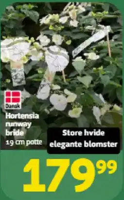 Løvbjerg Hortensia runway bride tilbud