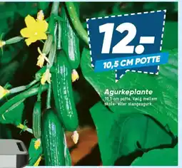 Bilka Agurkeplante tilbud