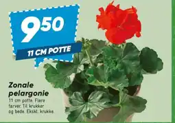 Bilka Zonale pelargonie tilbud