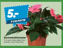Bilka Sommerblomster tilbud