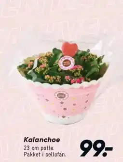 Bilka Kalanchoe tilbud