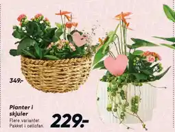 Bilka Planter i skjuler tilbud