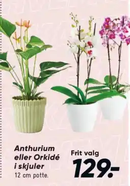 Bilka Anthurium eller Orkidé i skjuler tilbud
