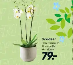 Bilka Orkideer tilbud