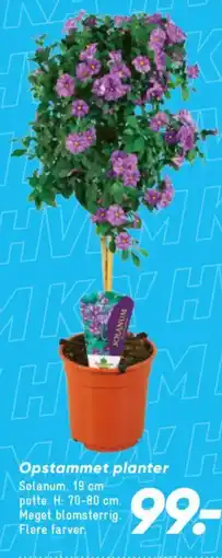 Bilka Opstammet planter tilbud