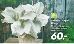 Bilka Senecio 'Angel Wings' tilbud
