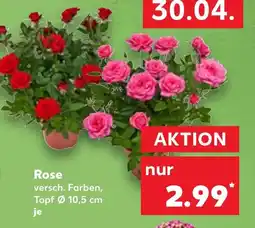 Kaufland DE Rose tilbud