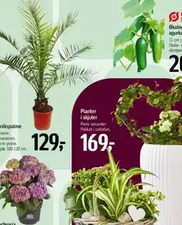 Føtex Sidde- eller boxhynde tilbud