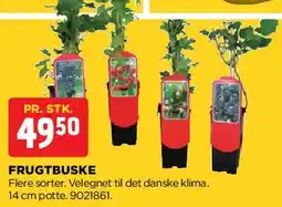 jem & fix Frugtbuske tilbud