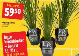 jem & fix Pampas græs (17 cm potte) tilbud