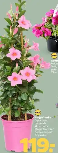 Netto Søjleranke (Dipladenia pyramide) tilbud