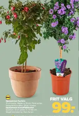 Netto Opstammede planter (fuchsia og Solanum) tilbud