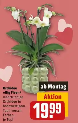 REWE DE Orchidee Big Five tilbud