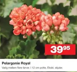 Bauhaus Pelargonie Royal tilbud