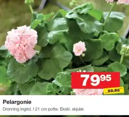 Bauhaus Pelargonie tilbud