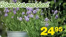 Bauhaus Lavendel tilbud