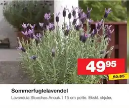Bauhaus Sommerfuglelavendel tilbud