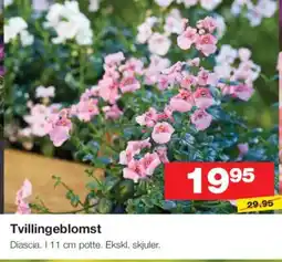 Bauhaus Tvillingeblomst tilbud