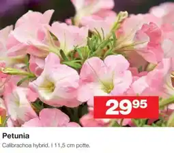 Bauhaus Petunia tilbud