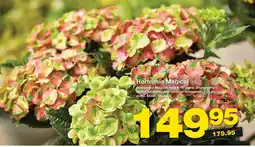 Bauhaus Hortensia Magical tilbud