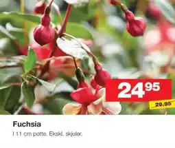 Bauhaus Fuchsia tilbud