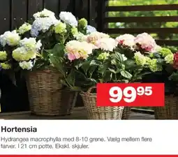 Bauhaus Hortensia tilbud