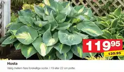 Bauhaus Hosta tilbud