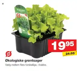 Bauhaus Økologiske grøntsager tilbud