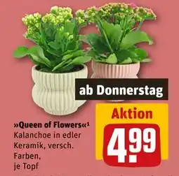 REWE DE Queen of Flowers Kalanchoe, EUR 4.99 tilbud