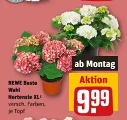 REWE DE REWE Beste Wahl Hortensie XL, EUR 9.99 tilbud